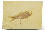 Detailed Fossil Fish (Knightia) With Coprolite - Wyoming #363880-1